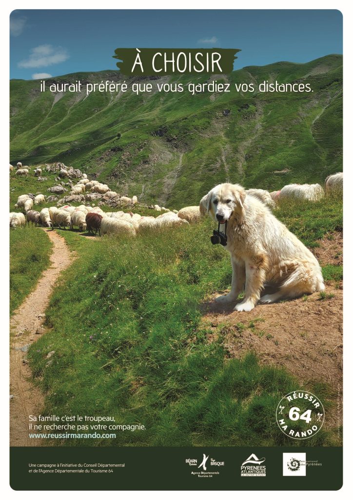 affiche A4 Réussir ma Rando 64, on voit un patou avec un appareil photo dans la gueule. il ne faut pas s'approcher de ces chiens qui gardent les troupeaux. ils le protègent et peuvent donc être agressifs envers les visiteurs qui s'approcheraient trop près.